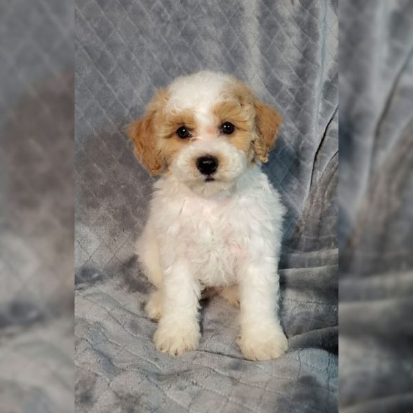 Poochon Puppy for Sale