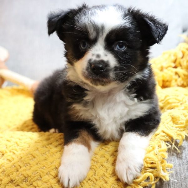 Toy Australian Shepherd Puppy for Sale