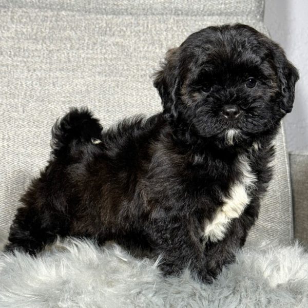 F1 Shihpoo Puppy for Sale