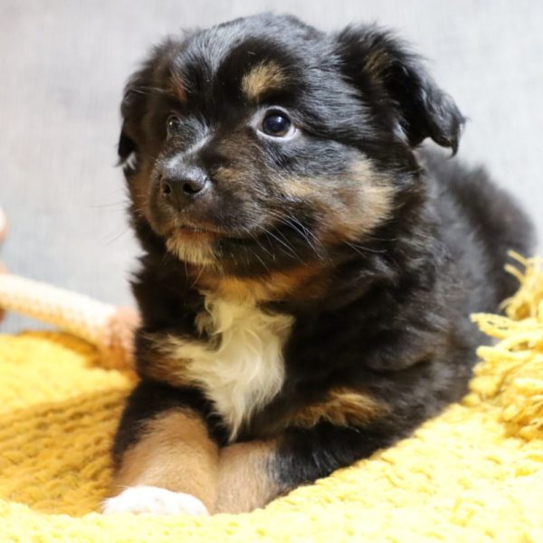 Toy Australian Shepherd Puppy for Sale