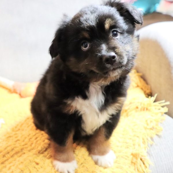 Toy Australian Shepherd Puppy for Sale