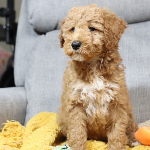 F1bbb Mini Goldendoodle Puppy for Sale