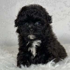 F1b Shihpoo Puppy for Sale