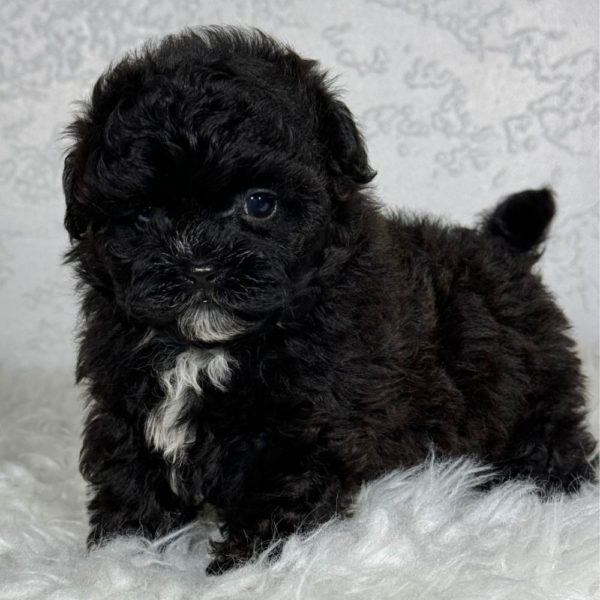 F1b Shihpoo Puppy for Sale