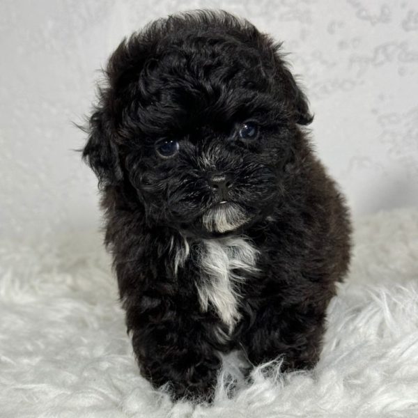 F1b Shihpoo Puppy for Sale