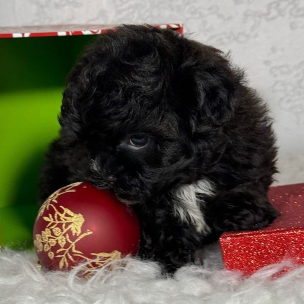 F1b Shihpoo Puppy for Sale