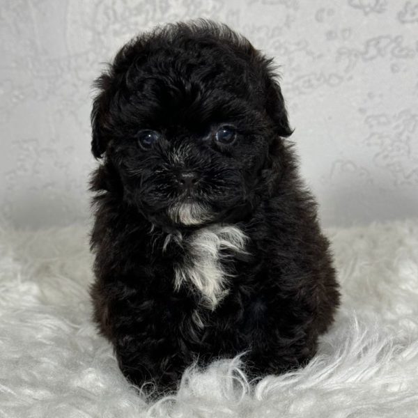 F1b Shihpoo Puppy for Sale