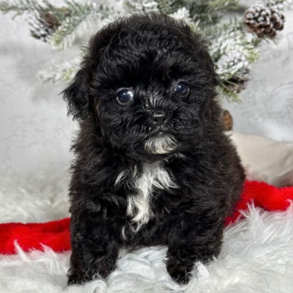 F1b Shihpoo Puppy for Sale