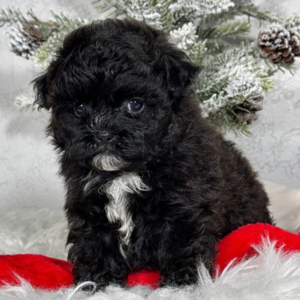 F1b Shihpoo Puppy for Sale