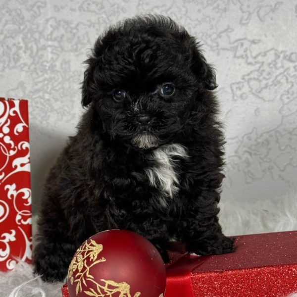 F1b Shihpoo Puppy for Sale