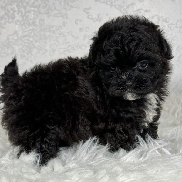 F1b Shihpoo Puppy for Sale