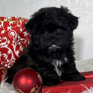 F1b Shihpoo Puppy for Sale
