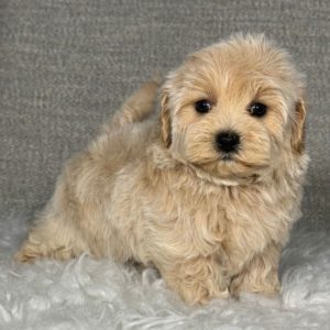 F1b Shihpoo Puppy for Sale