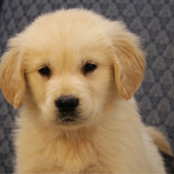 Golden Retriever Puppy for Sale