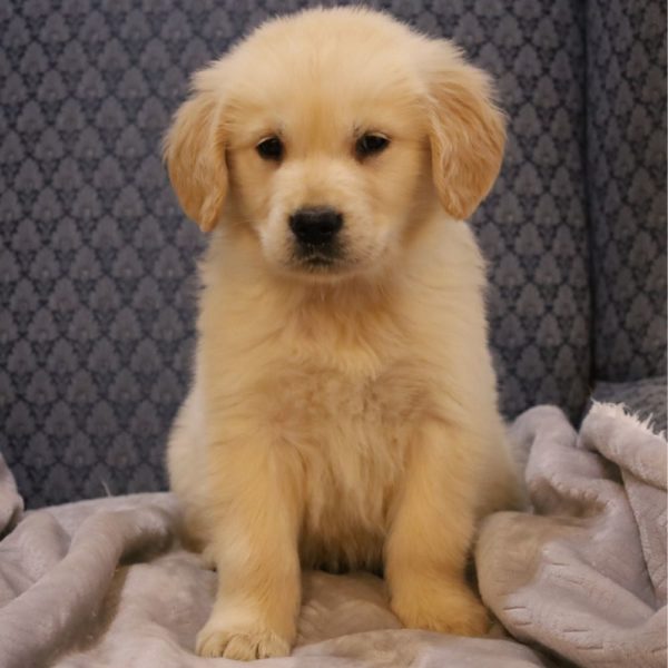 Golden Retriever Puppy for Sale