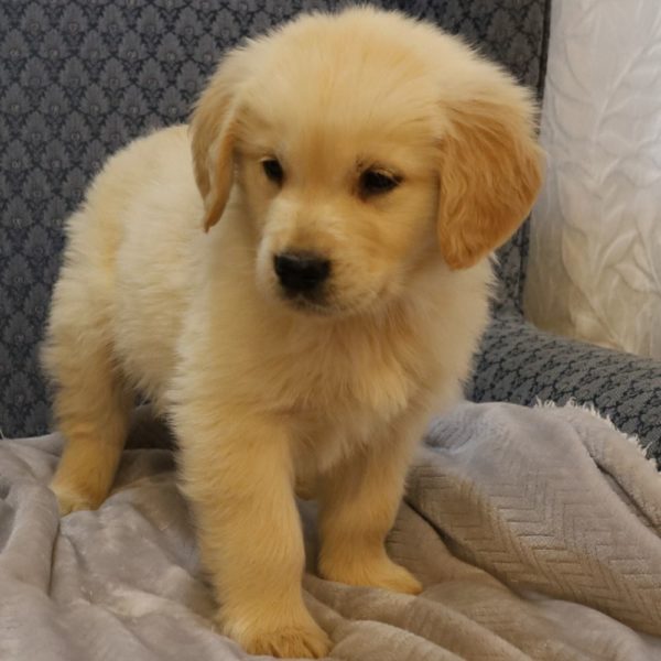 Golden Retriever Puppy for Sale