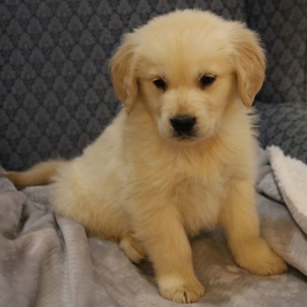 Golden Retriever Puppy for Sale