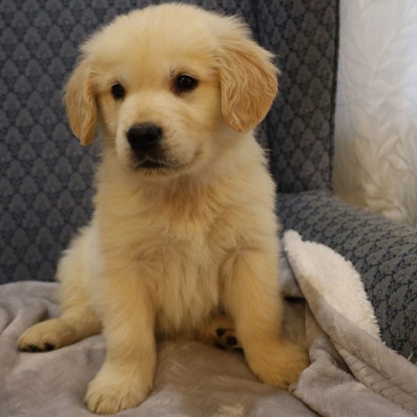 Golden Retriever Puppy for Sale