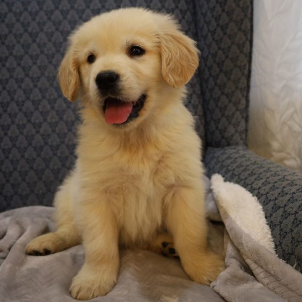 Golden Retriever Puppy for Sale