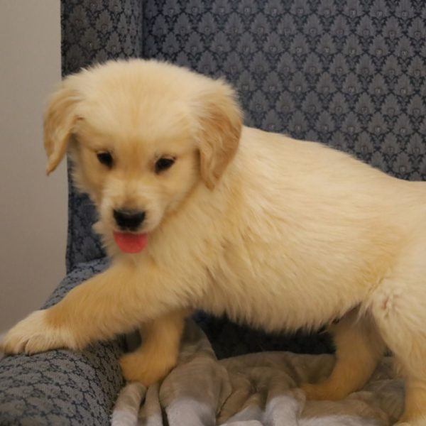 Golden Retriever Puppy for Sale