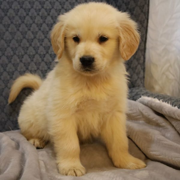 Golden Retriever Puppy for Sale