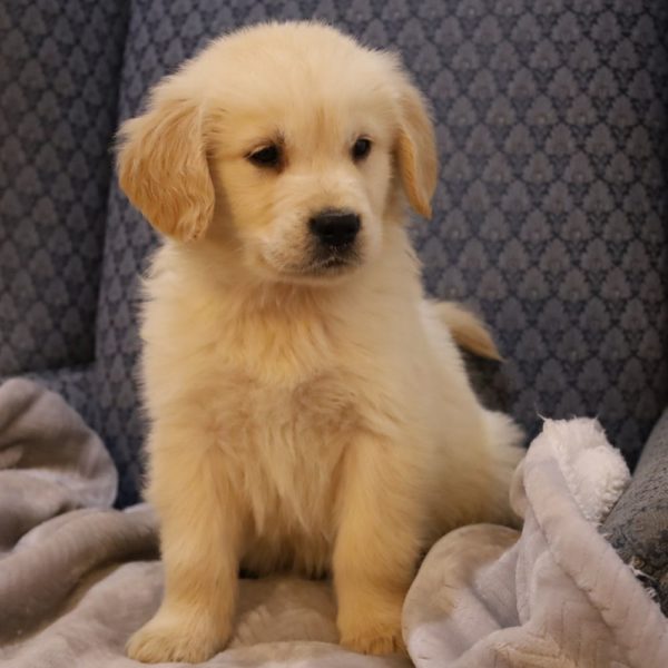 Golden Retriever Puppy for Sale