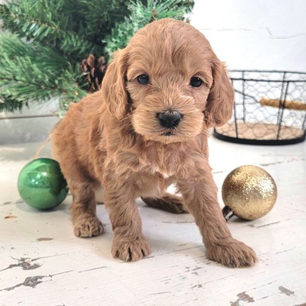 Female F1 Cockapoo Puppy For Sale Id 0766 Rs