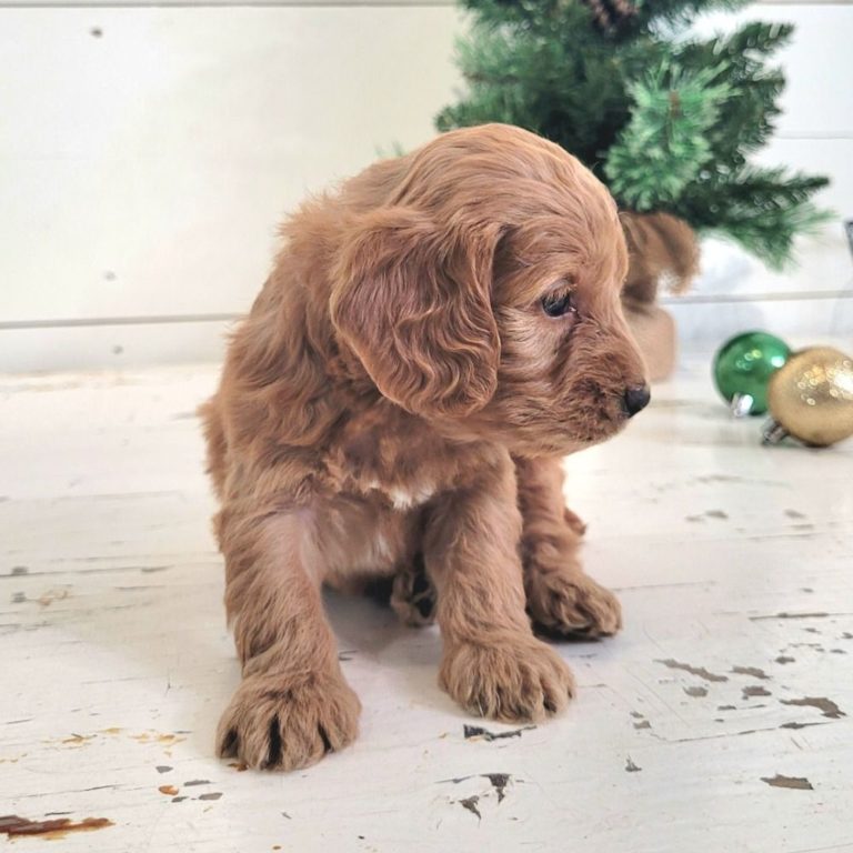 Female F1 Cockapoo Puppy For Sale Id 0766 Rs