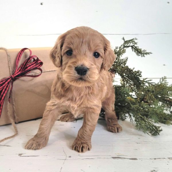 F1 Cockapoo Puppy for Sale