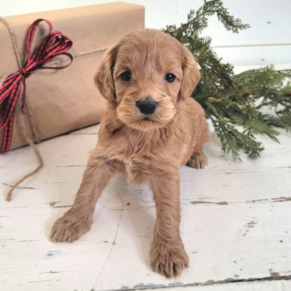 F1 Cockapoo Puppy for Sale
