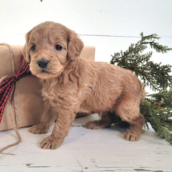 F1 Cockapoo Puppy for Sale
