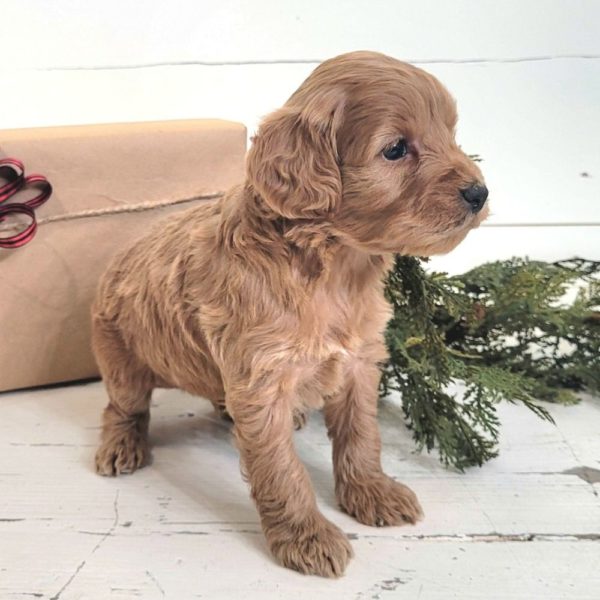 F1 Cockapoo Puppy for Sale