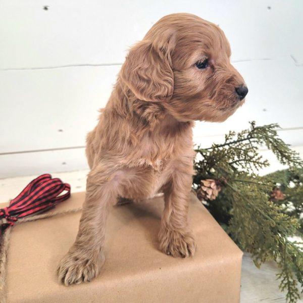F1 Cockapoo Puppy for Sale