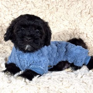 F1 Shihpoo Puppy for Sale