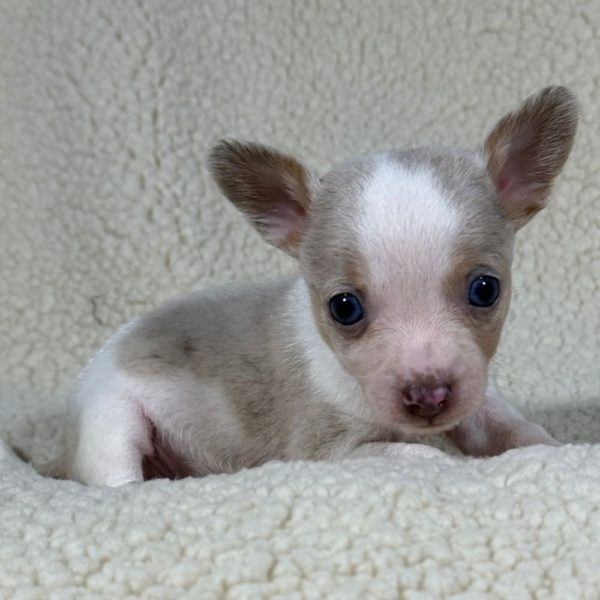 Chihuahua Puppy for Sale
