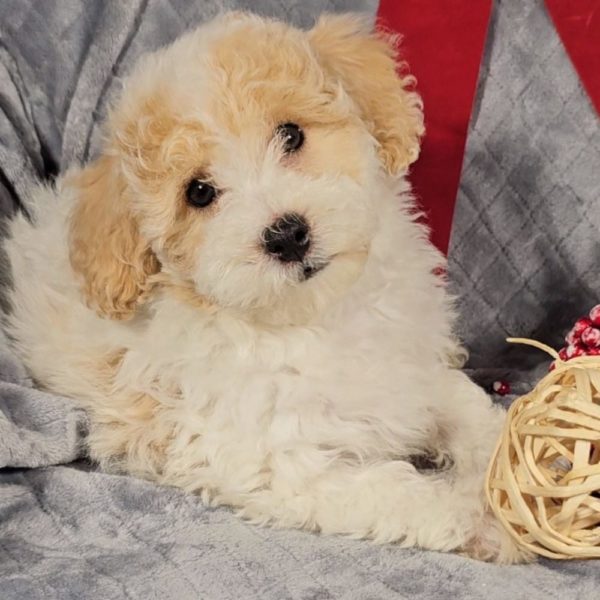 Poochon Puppy for Sale