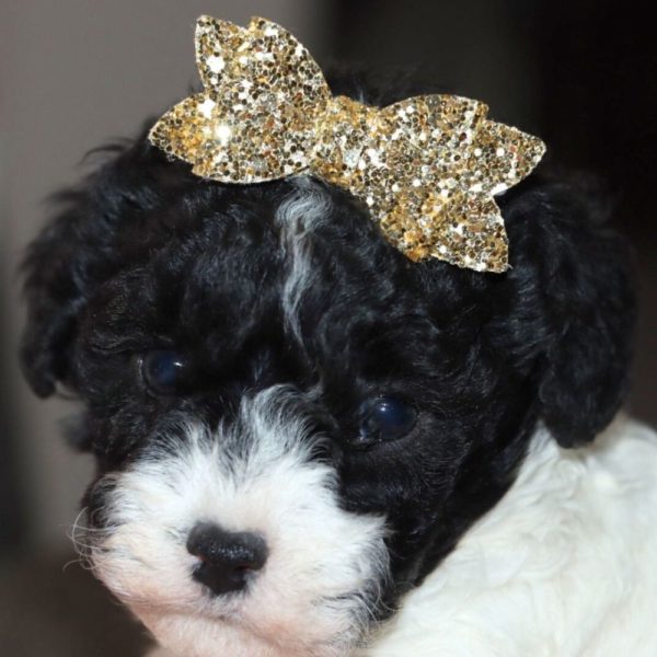 F1b Cockapoo Puppy for Sale