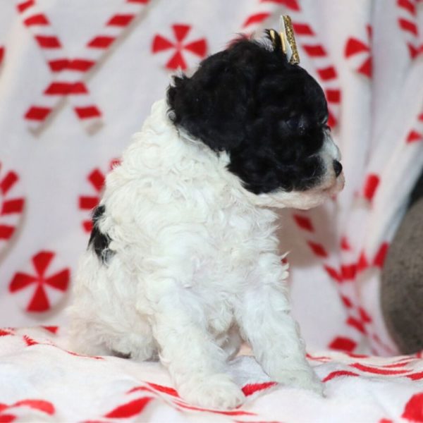 F1b Cockapoo Puppy for Sale