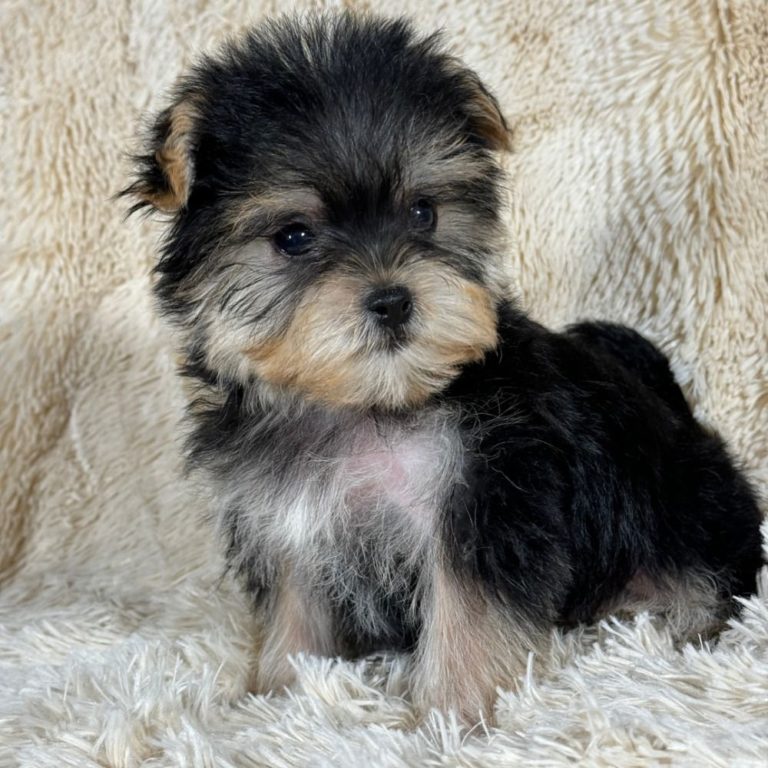 Female Morkie Puppy for Sale | ID 8125-SA