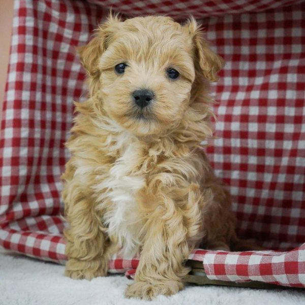 Maltipoo Puppy for Sale