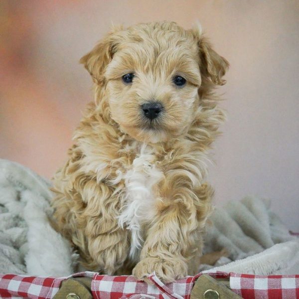 Maltipoo Puppy for Sale