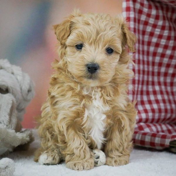 Maltipoo Puppy for Sale