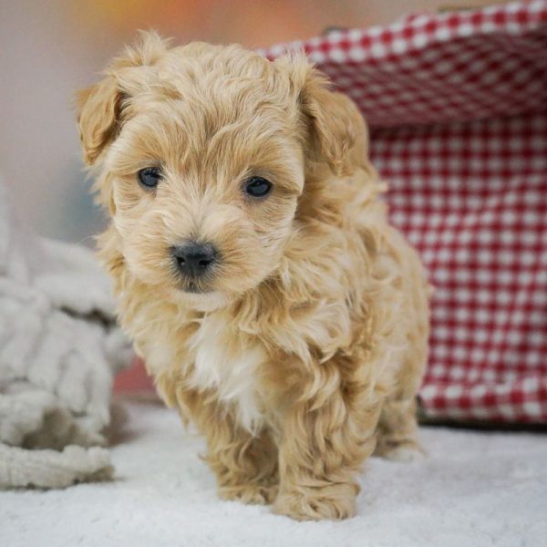 Maltipoo Puppy for Sale