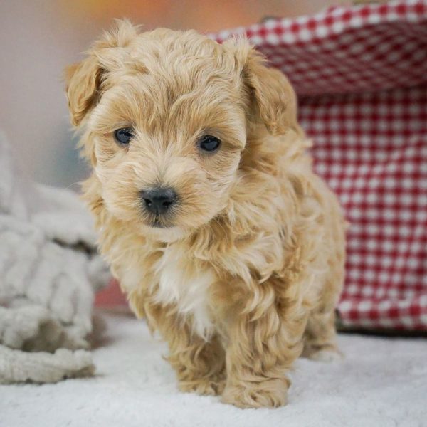 Maltipoo Puppy for Sale