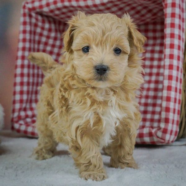 Maltipoo Puppy for Sale