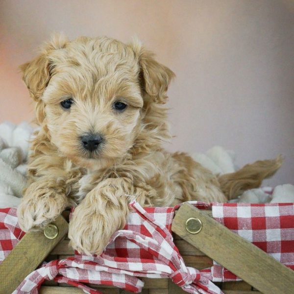 Maltipoo Puppy for Sale