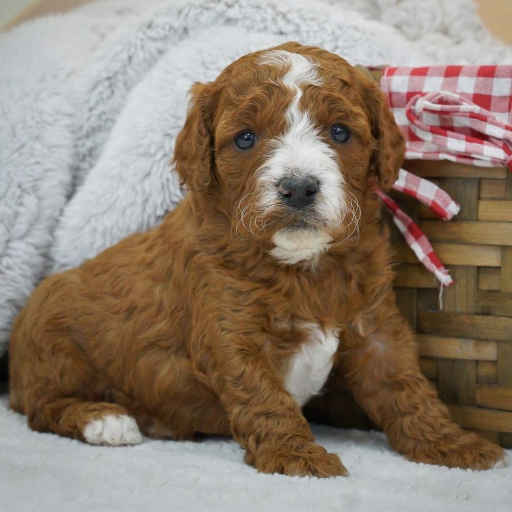 What do/did you feed your pup? : r/CavaPoo