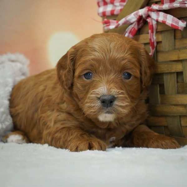 F1b Cavapoo Puppy for Sale