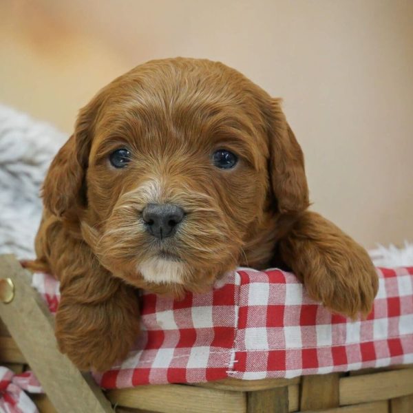 F1b Cavapoo Puppy for Sale