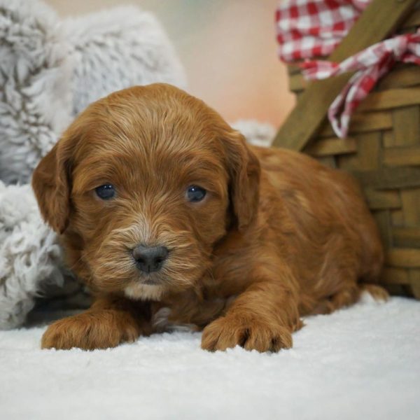 F1b Cavapoo Puppy for Sale